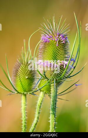 Flower heads of a Wild Teasel (Dipsacus fullonum). Oregon, USA. Stock Photo