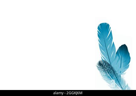beautiful feathers on white background Stock Photo
