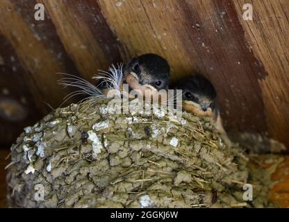 Barn Swallow (Hirundo rustica) chicks in their mud nest. Portalnd, Oregon, USA. Stock Photo