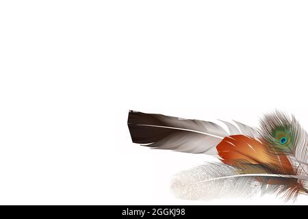 beautiful feathers on white background Stock Photo