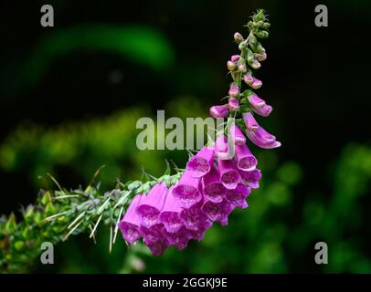 Close up of purple Lady's Glove (Digitalis purpurea) flowers. Oregon, USA. Stock Photo