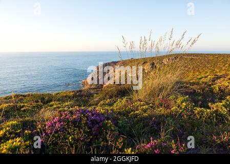 Steep coast near Erquy in the evening light, grasses, heather and gorse grow on the rocks, France, Brittany, Côtes d´Armor, Côte de Penthièvre Stock Photo