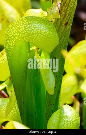 Close up of Carnivorous plant Darlingtonia californica, Darlingtonia State Natural Site. Florence, Oregon, USA. Stock Photo