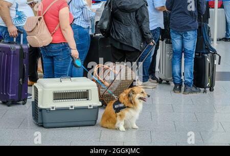 Duesseldorf, North Rhine-Westphalia, Germany - Duesseldorf Airport, air travel with dog, holiday start in NRW, vacationers stand with suitcases in a queue at the check-in counter in times of the corona pandemic on their way to summer vacation. Stock Photo