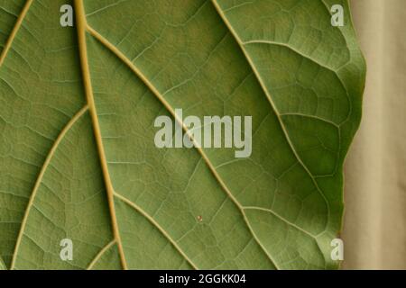Fiddle leaf fig leaf close up Stock Photo