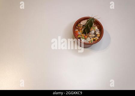 One small cactus on a plastic pot. White background. White table in the background. Stock Photo