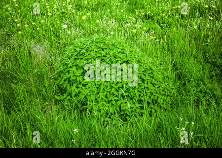 Fresh young nettles in a meadow Stock Photo