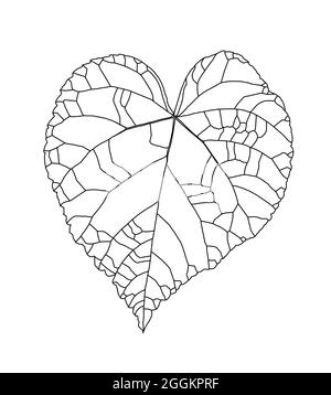 Linear graphic pattern of a heart-shaped linden leaf isolated on a white background. Vector illustration. Element for design in line art style. Stock Vector