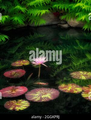 Waterlilies in pond with reflection. Oregon Stock Photo