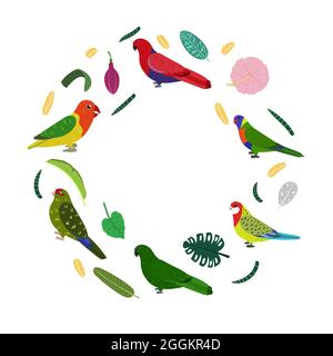 Design template with parrots in circle for kid print. Round composition of tropical birds kakariki, loriiane, eclectus and rosella. Vector set of jungle life in cartoon style. Stock Vector