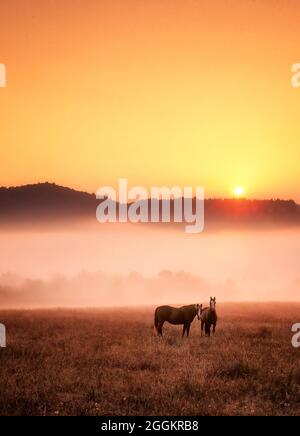 Horses at sunrise. Near Monroe, Oregon. Stock Photo