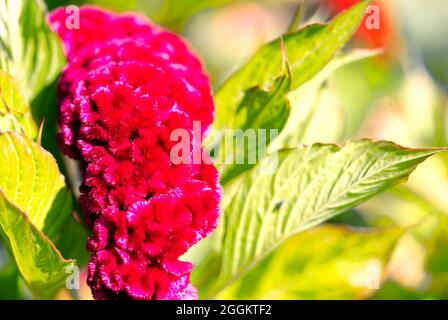 Dark red Celosia cristata flowers genus Celosia, cockscomb Creasta Cocosului. Stock Photo