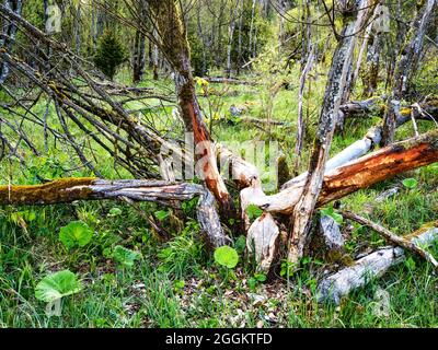 Dead wood, alluvial forest, steep bank, gravel bank, hilly landscape, moraine landscape, young moraine land, river bend, Bavarian Pfaffenwinkel, atmospheric, calm, soul food, nature reserve, river valley, gravel bank, river, flowing water Stock Photo