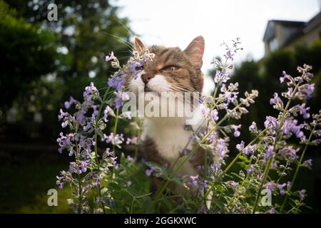 cute tabby white cat smelling blossoming catnip plant outdoors in the back yard Stock Photo