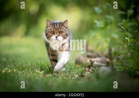 tabby white british shorthair cat walking towards camera on green lawn outdoors in nature Stock Photo