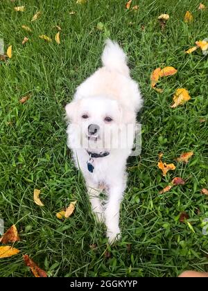 Small white mixed breed dog - USA Stock Photo