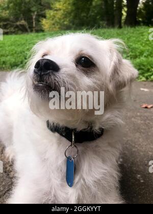 Small white mixed breed dog - USA Stock Photo