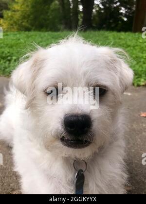 Small white mixed breed dog - USA Stock Photo