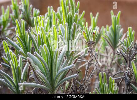 Lavandula augustifolia, lavender in spring, Bavaria, Germany, Europe Stock Photo