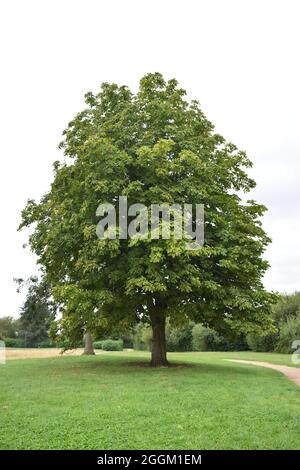 Horse Chestnut tree (Aesculus hippocastanum) with conkers in Milton Keynes. Stock Photo