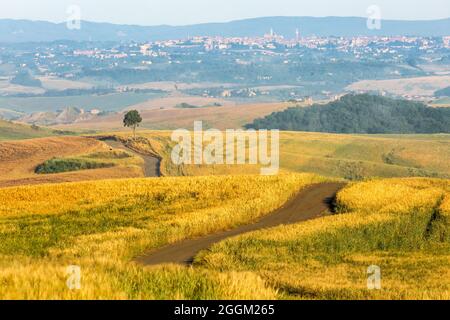 country road between fields and lonely tree, on the background the city of Siena, Asciano, crete senesi, province of siena, tuscany, italy Stock Photo