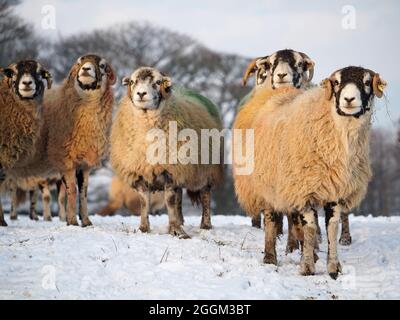 group of 6 six hardy sheep with thick colourful dyed fleece and strands of straw feed on nose in Winter snow Cumbria, England,UK Stock Photo