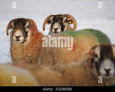 three 3 hardy sheep with colourful dyed wool and strands of straw feed on nose in Winter snow Cumbria, England,UK Stock Photo