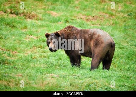 Eurasian brown bear (Ursus arctos arctos), edge of the forest, standing Stock Photo
