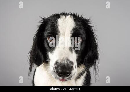 A 4 year old female Border Collie / Springer Spaniel (Sprollie) dog (called Jess) photographed against a grey studio background. Stock Photo