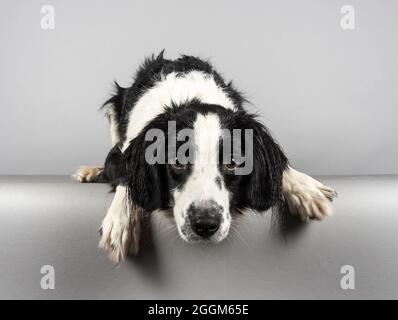 A 4 year old female Border Collie / Springer Spaniel (Sprollie) dog (called Jess) photographed against a grey studio background. Stock Photo