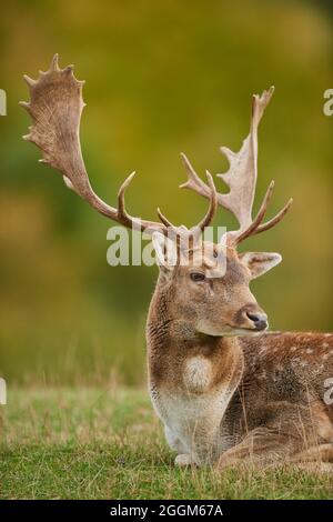 Fallow deer (Dama dama), meadow, close-up, portrait
