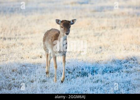 Fallow deer (Dama dama), meadow, standing, looking at camera Stock Photo