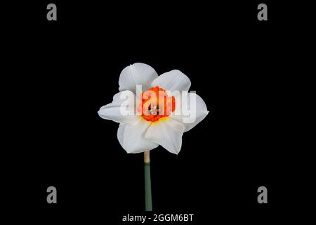Beautiful springtime white daffodil isolated on a black background Stock Photo
