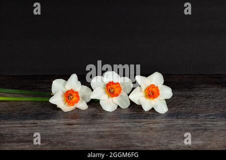 Beautiful springtime white daffodils isolated on a black background Stock Photo