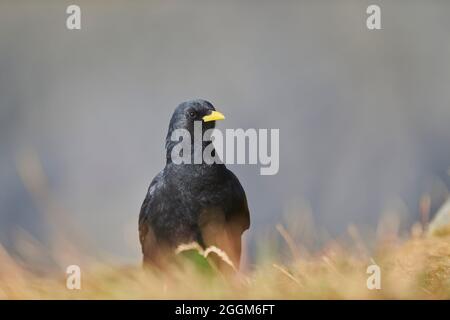 Alpine chough (Pyrrhocorax graculus), sideways, sitting Stock Photo