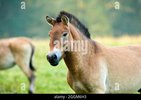 Przewalski's horse (Equus przewalskii), edge of the forest, meadow, standing, grazing Stock Photo
