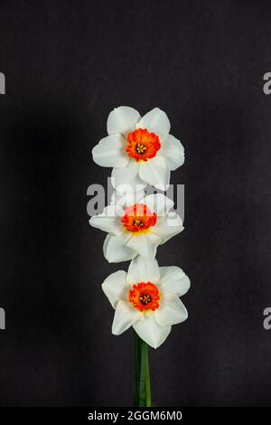 Beautiful springtime white daffodils isolated on a black background Stock Photo