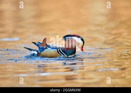 Mandarin duck (Aix galericulata), drake, lake, sideways, swim, shake Stock Photo