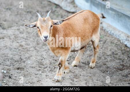 Brown dwarf goat or cameroon dwarf goat stands on stony ground with strange facial expression like bewilderment, surprise, disgust interest. Stock Photo