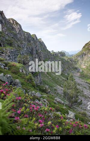 Alpine roses in the foothills of the Alps, Switzerland Stock Photo