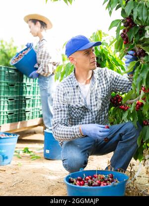 Successful male owner of orchard gathering harvest of ripe peaches on ...