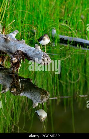 A solitary sandpiper 'Tringa solitaria', perched on a dead log in a marshy area  at the beaver boardwalk in Hinton Alberta Canada. Stock Photo