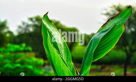 Green Canna Lily Leaves On The Roof In The Pot. Canna Lily leaves that like banana leaf. Stock Photo