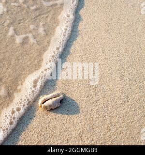 Seashell on a white Sand along the shoreline Stock Photo