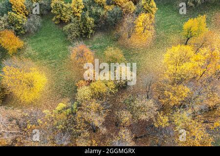 aerial top view of yellow, orange and green trees in autumn forest. drone photo Stock Photo