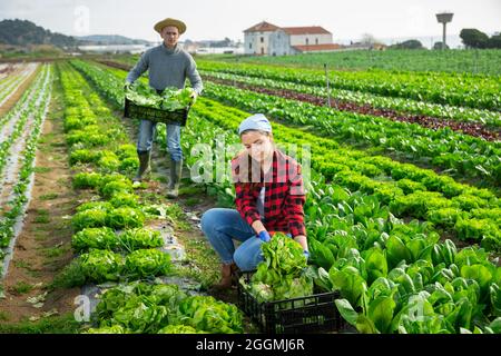 Couple of farmers harvesting of green lettuce on farm field Stock Photo