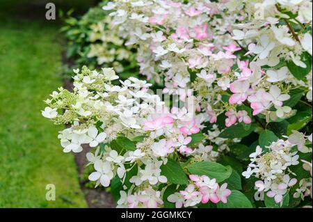 Hydrangea paniculata ruby, Hydrangeaceae. White flower heads turning pink during late summer. Stock Photo