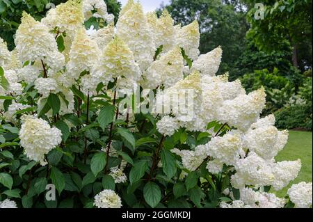 Hydrangea paniculata Vanille Fraise renhy, Hydrangea paniculata Hp100, Hydrangea paniculata, Hydrangeaceae. Creamy/white blooms in high summer. Stock Photo