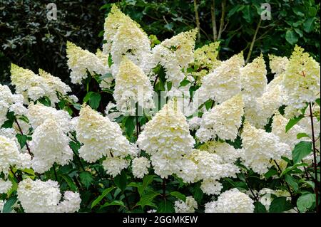 Hydrangea paniculata Vanille Fraise renhy, Hydrangea paniculata Hp100, Hydrangea paniculata, Hydrangeaceae. Creamy/white blooms in high summer. Stock Photo