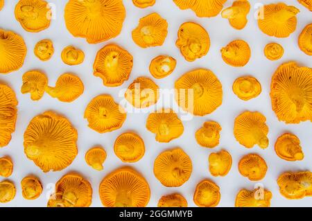 Fresh yellow delicious wavy vegetarian chanterelle mushrooms with beautiful texture on white background conceptual of the autumn or fall season  Stock Photo